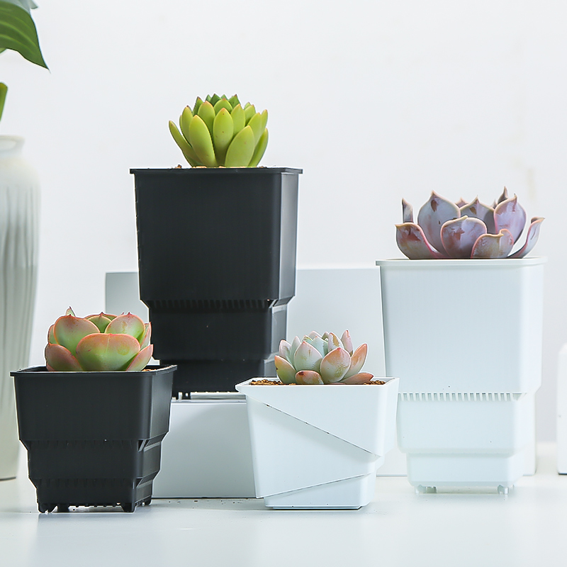 プラスチック製の植木鉢,サボテン,多肉植物,プランターコンテ - Echeveria Succulent のレビューと価格