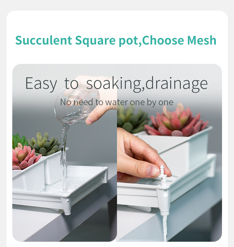 プラスチック製の植木鉢,窓枠,多肉植物,サボテンプランター, - Echeveria Succulent のレビューと価格