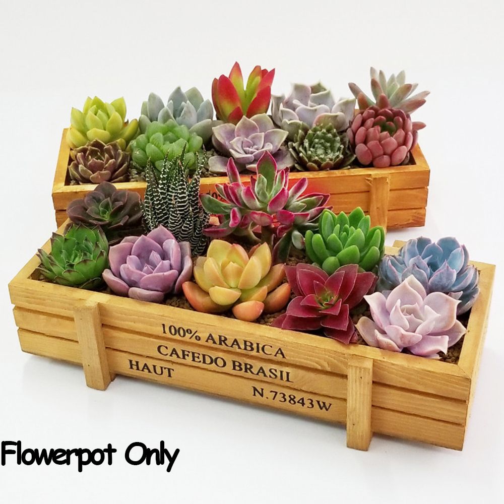 多肉植物用の長方形の装飾ボックス,ヴィンテージの木箱,植木鉢 - Echeveria Succulent のレビューと価格